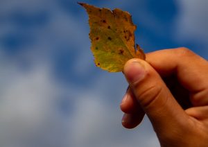floating leaf